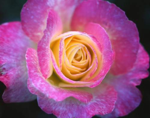 Rose, Reeves-Reed Arboretum, Union County, NJ (MF).jpg